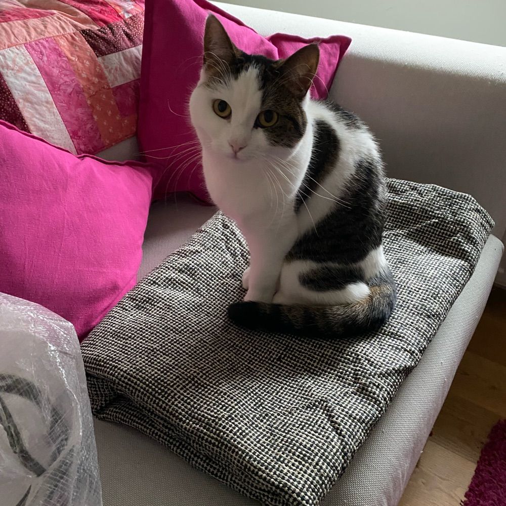 Kitties rule