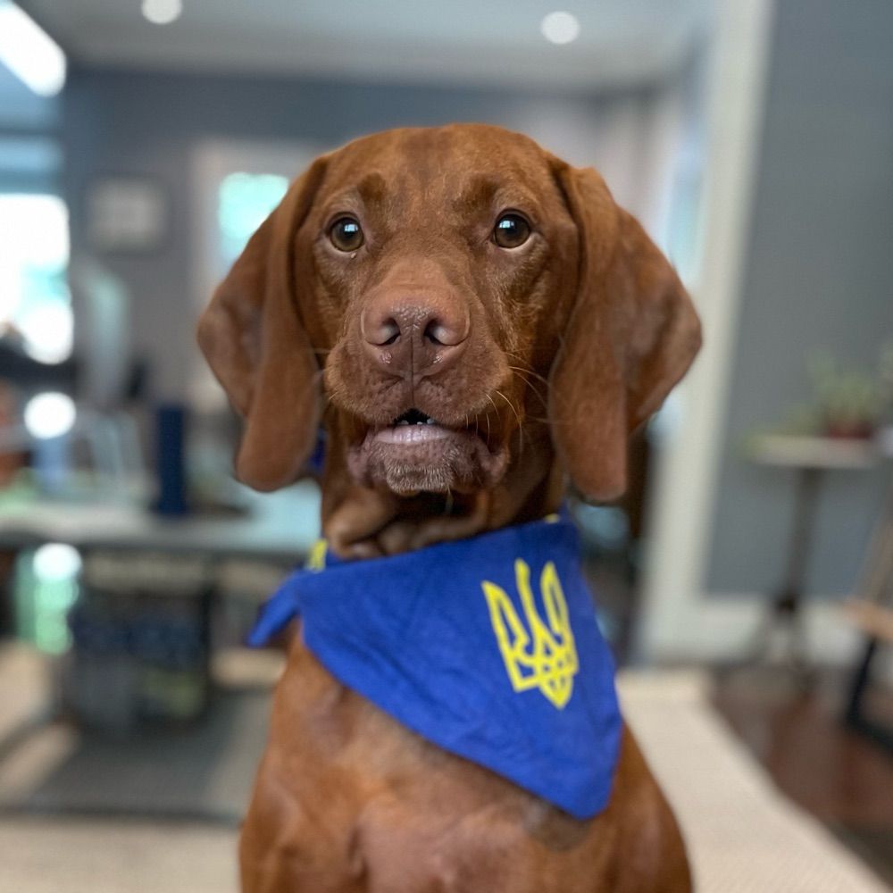  Osta 🇺🇦