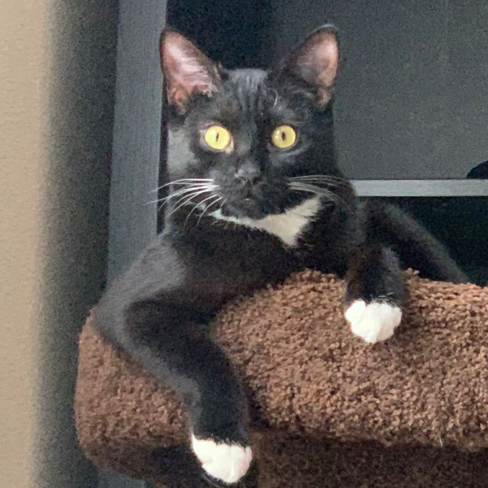 A Sky Cat