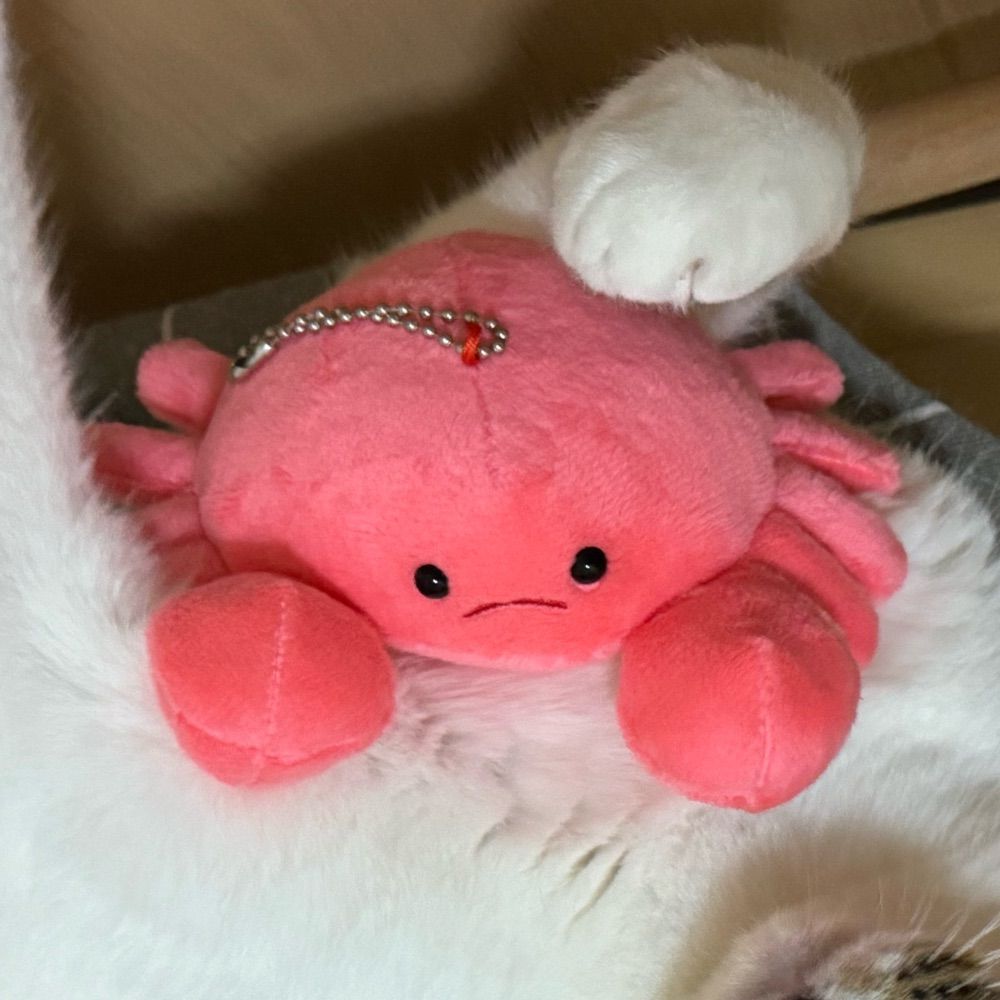 メガねこ