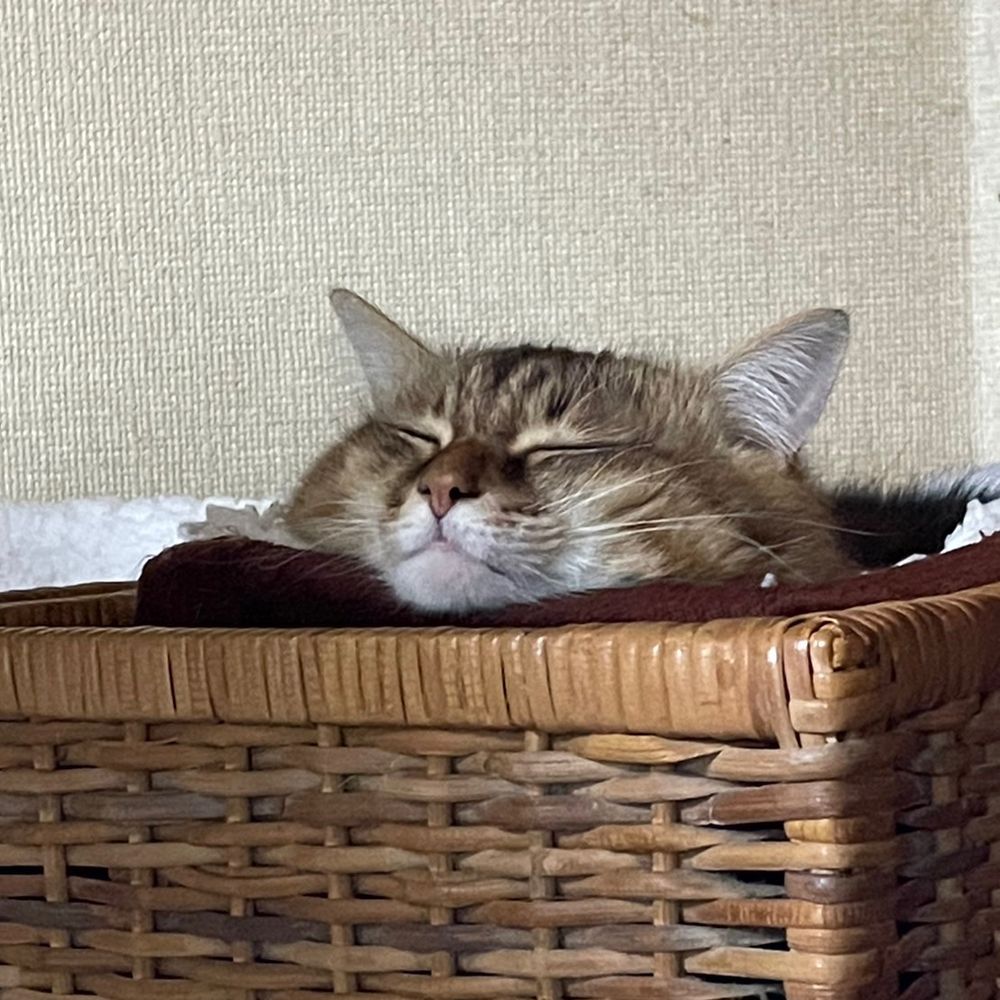 こなき