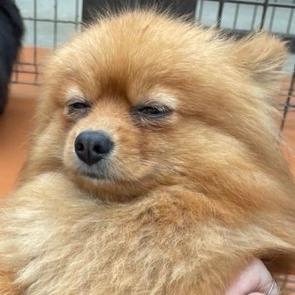 わんちこ