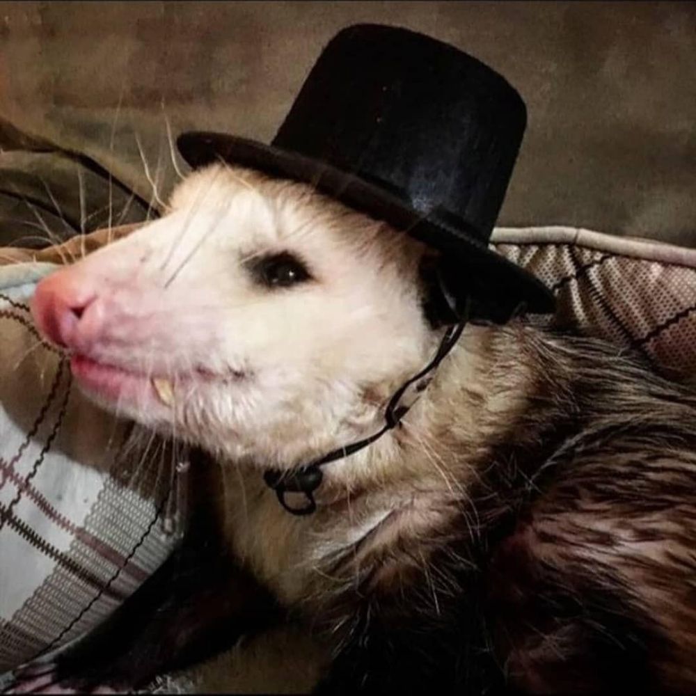 Possum Baron