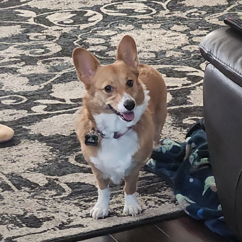 Maia The Corgi