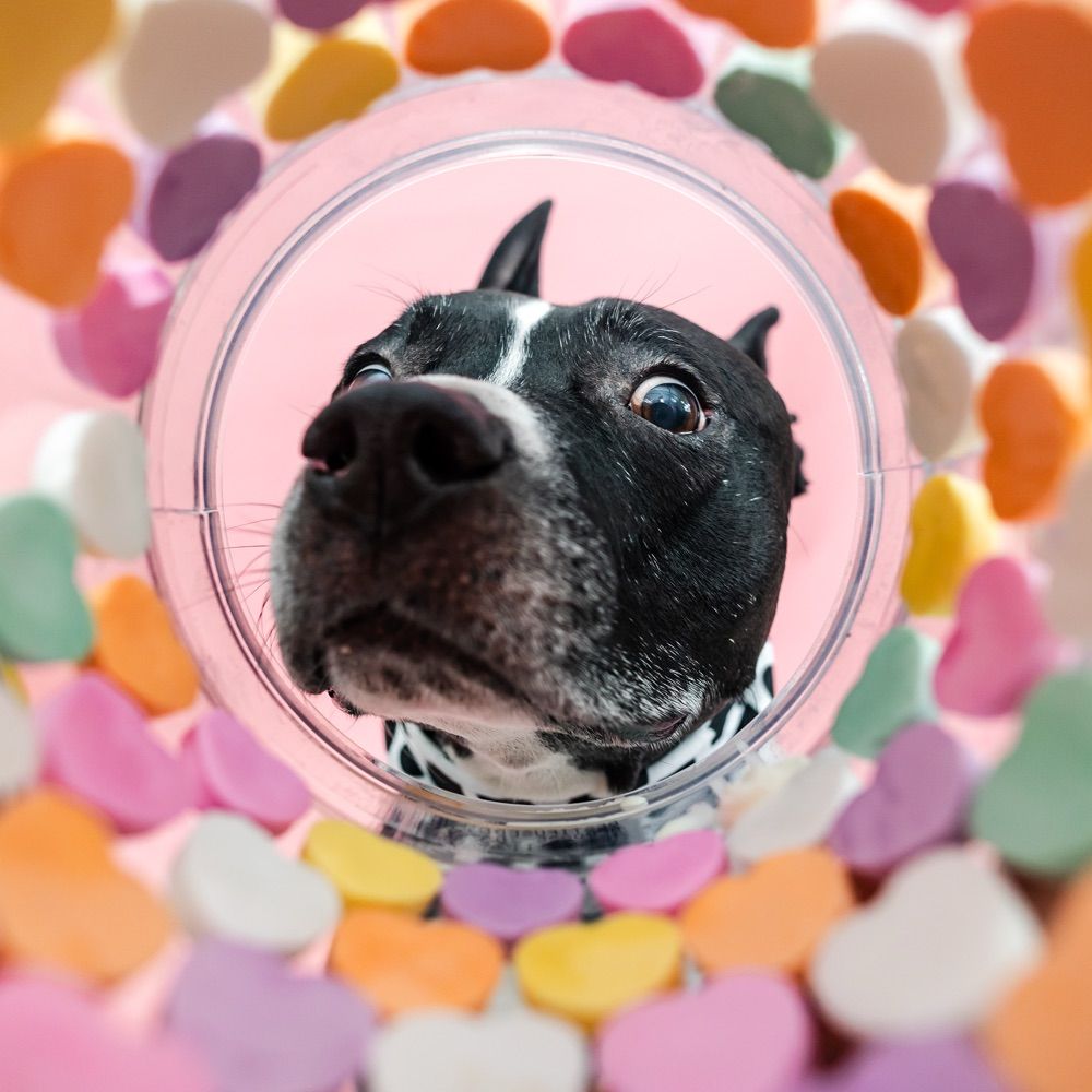 Carlo the Pibble