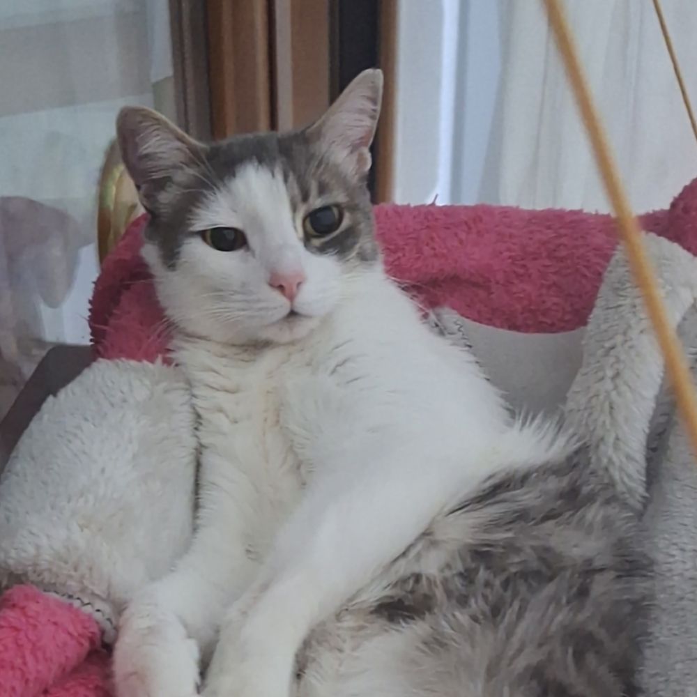 Başak