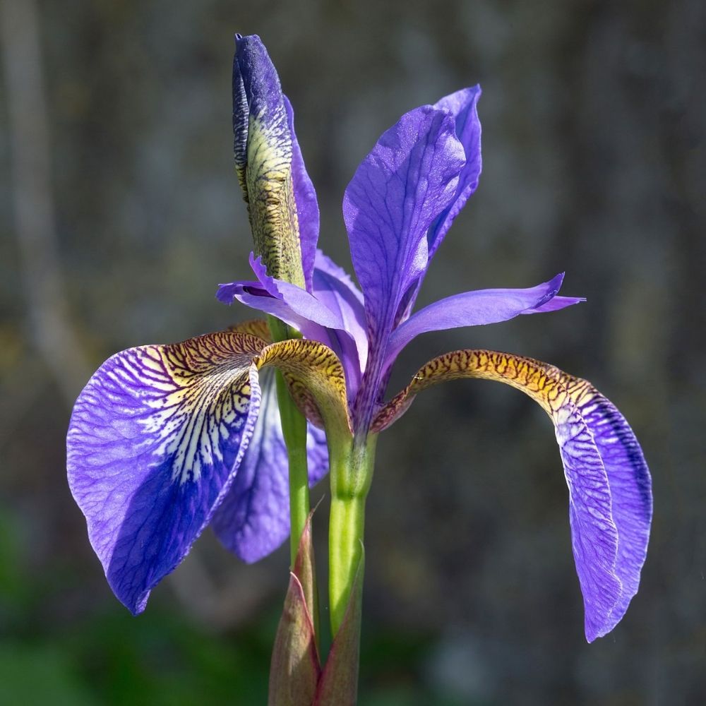 Iris Vũ