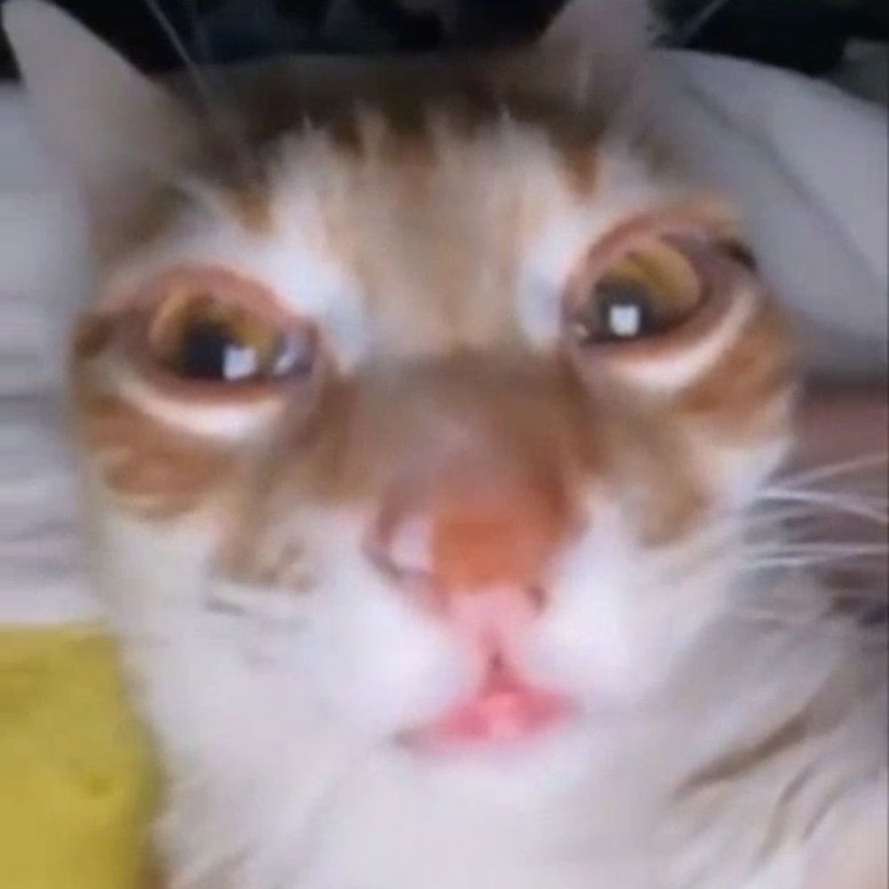 Gato Salxixa