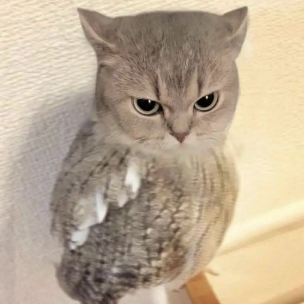 Owl