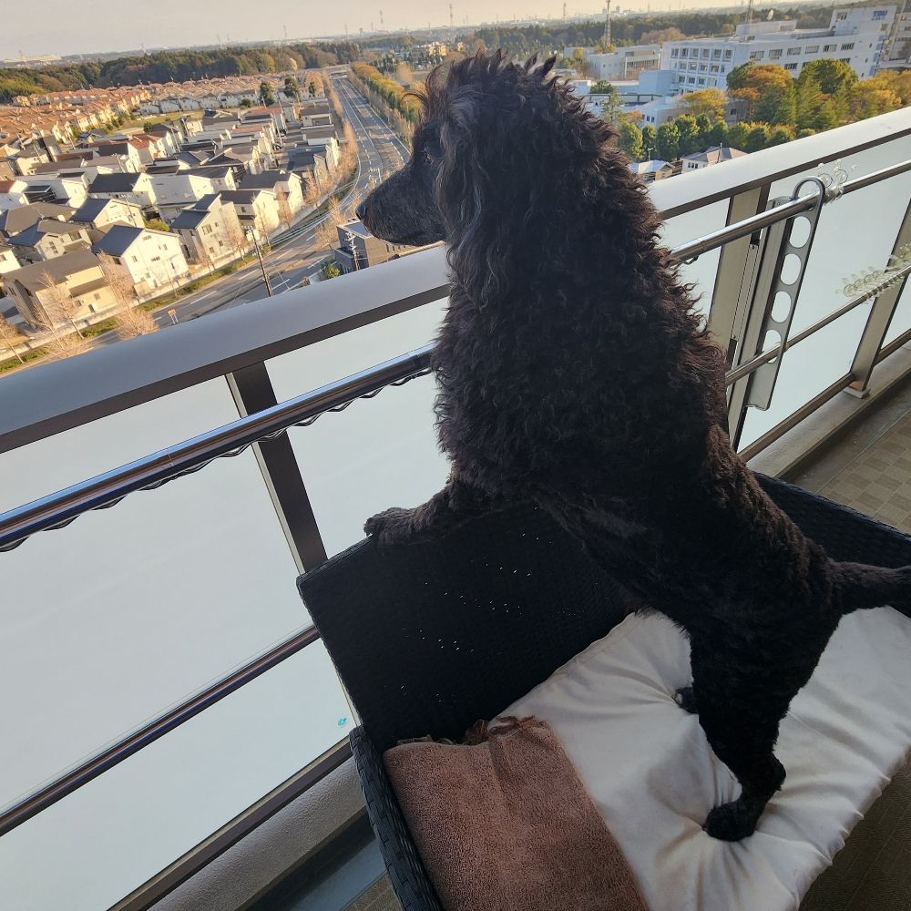Pawz4Japan