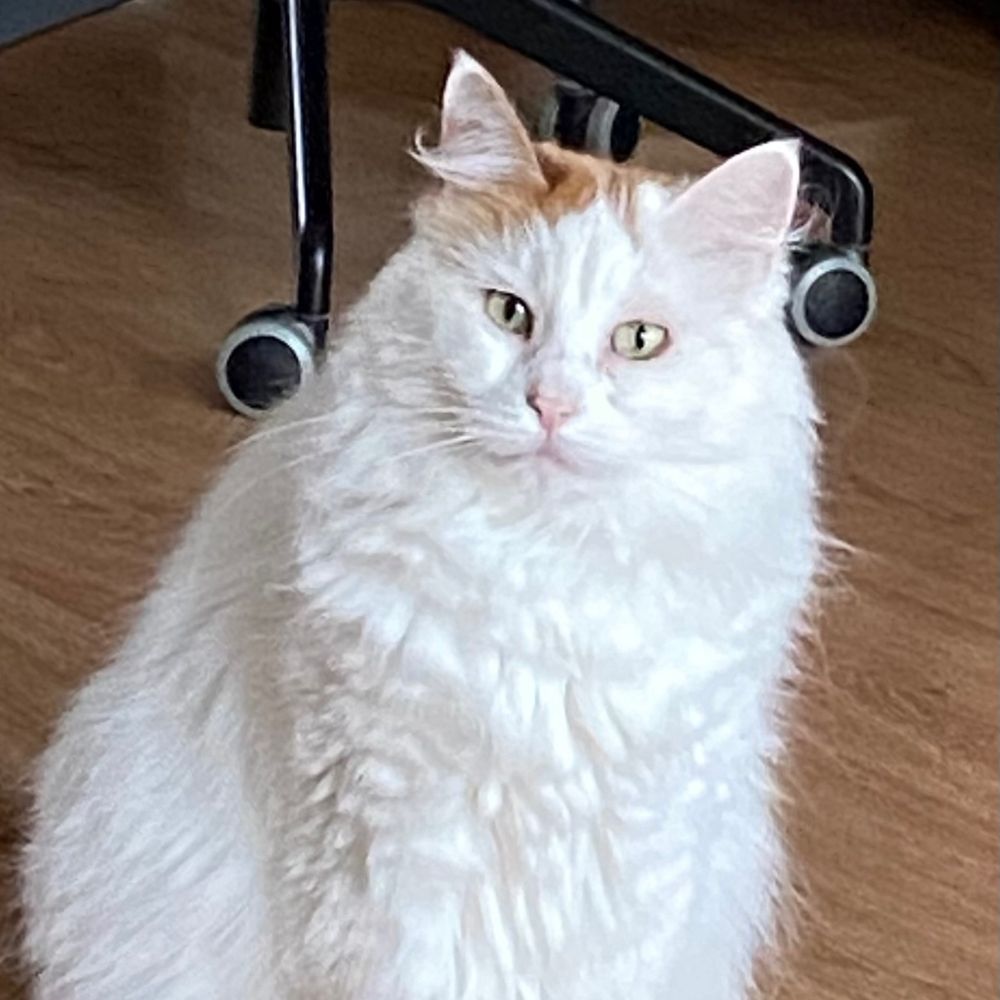 De Harige Majesteit Pamuk 