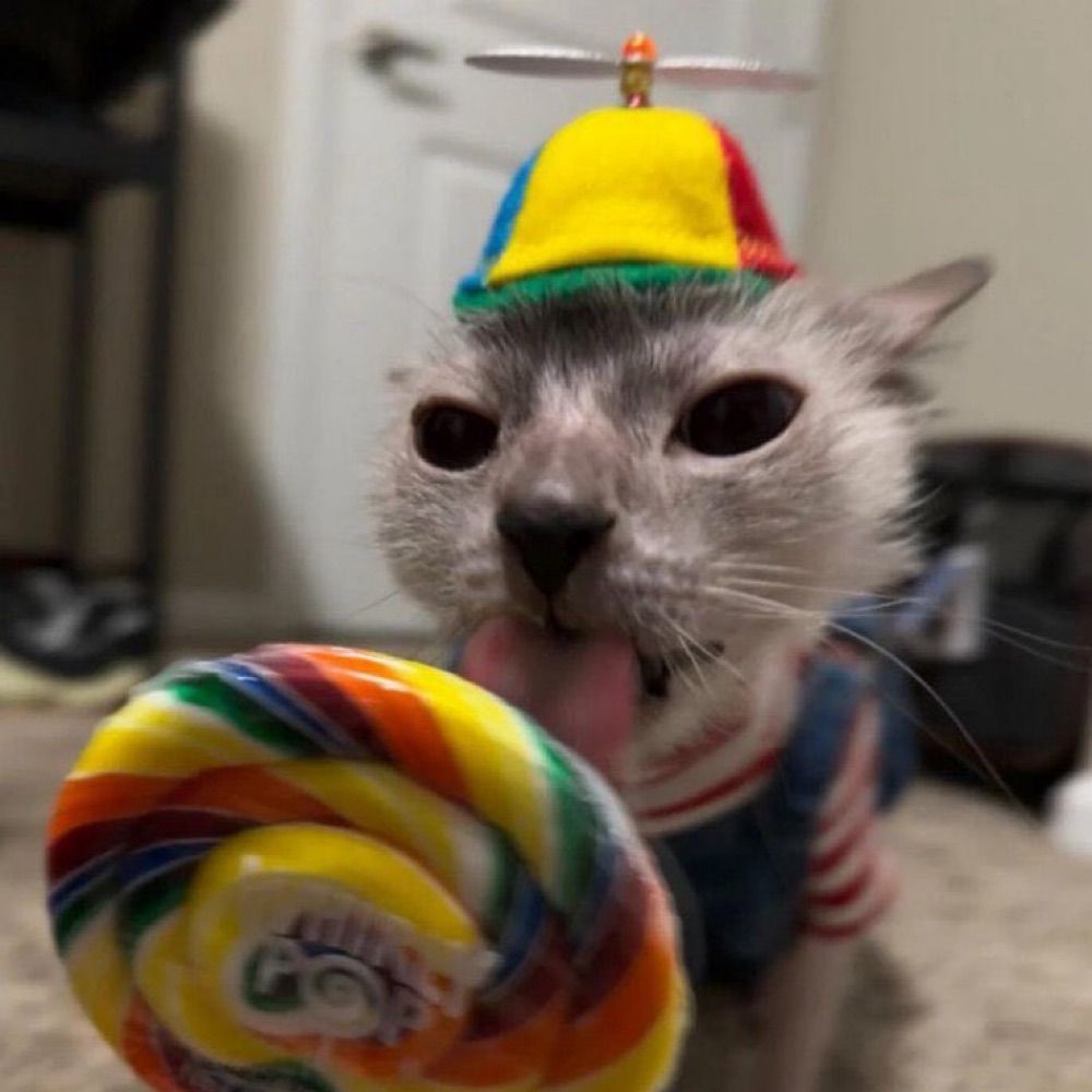 WakeUpCat