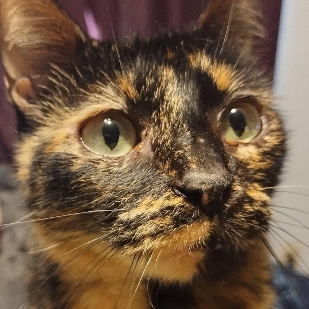 cattoms