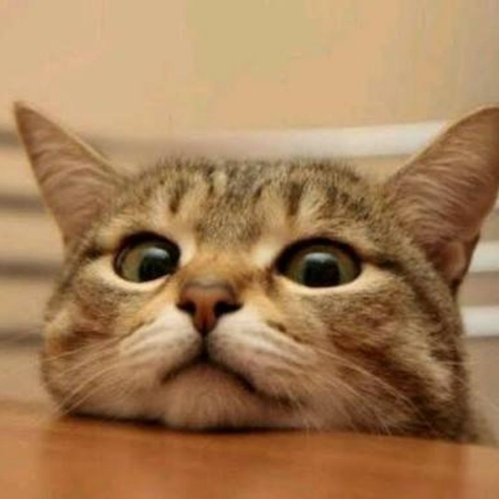 としねこ
