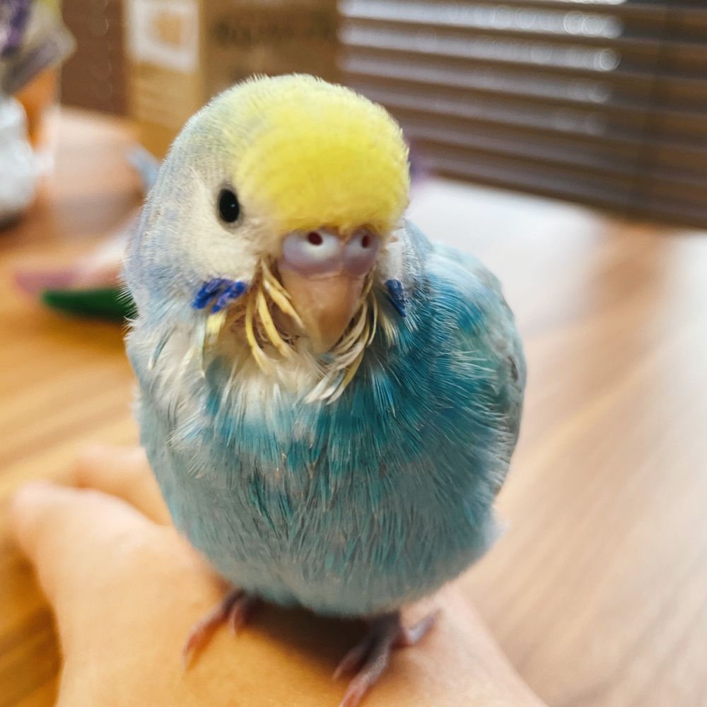 ミントソーダ