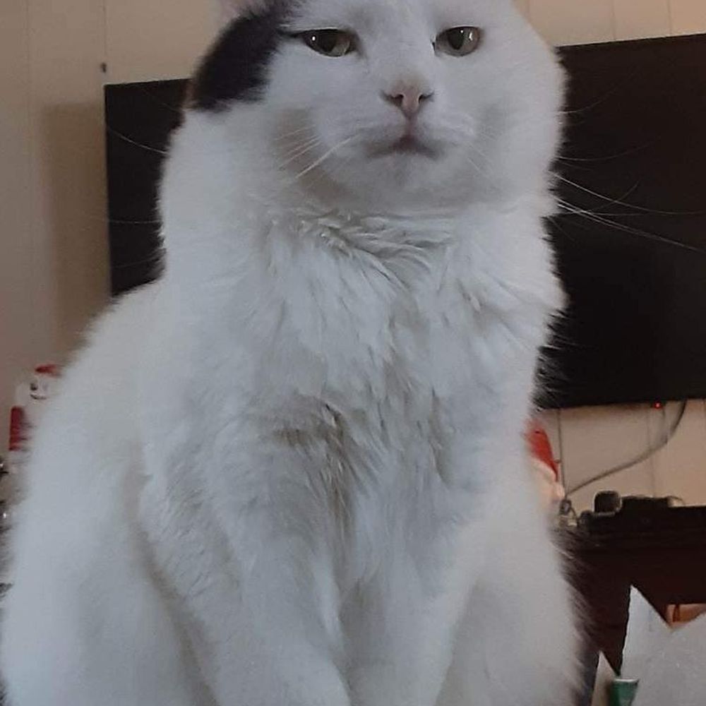 Dee