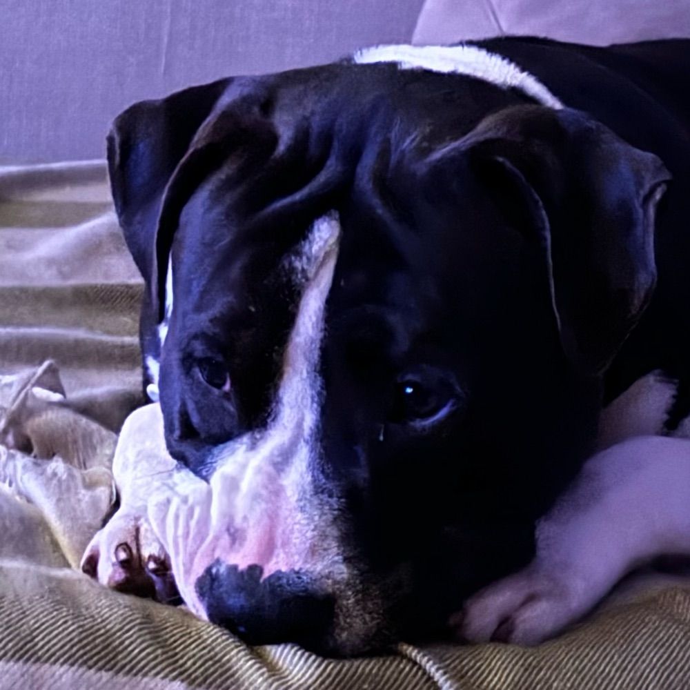 bruno