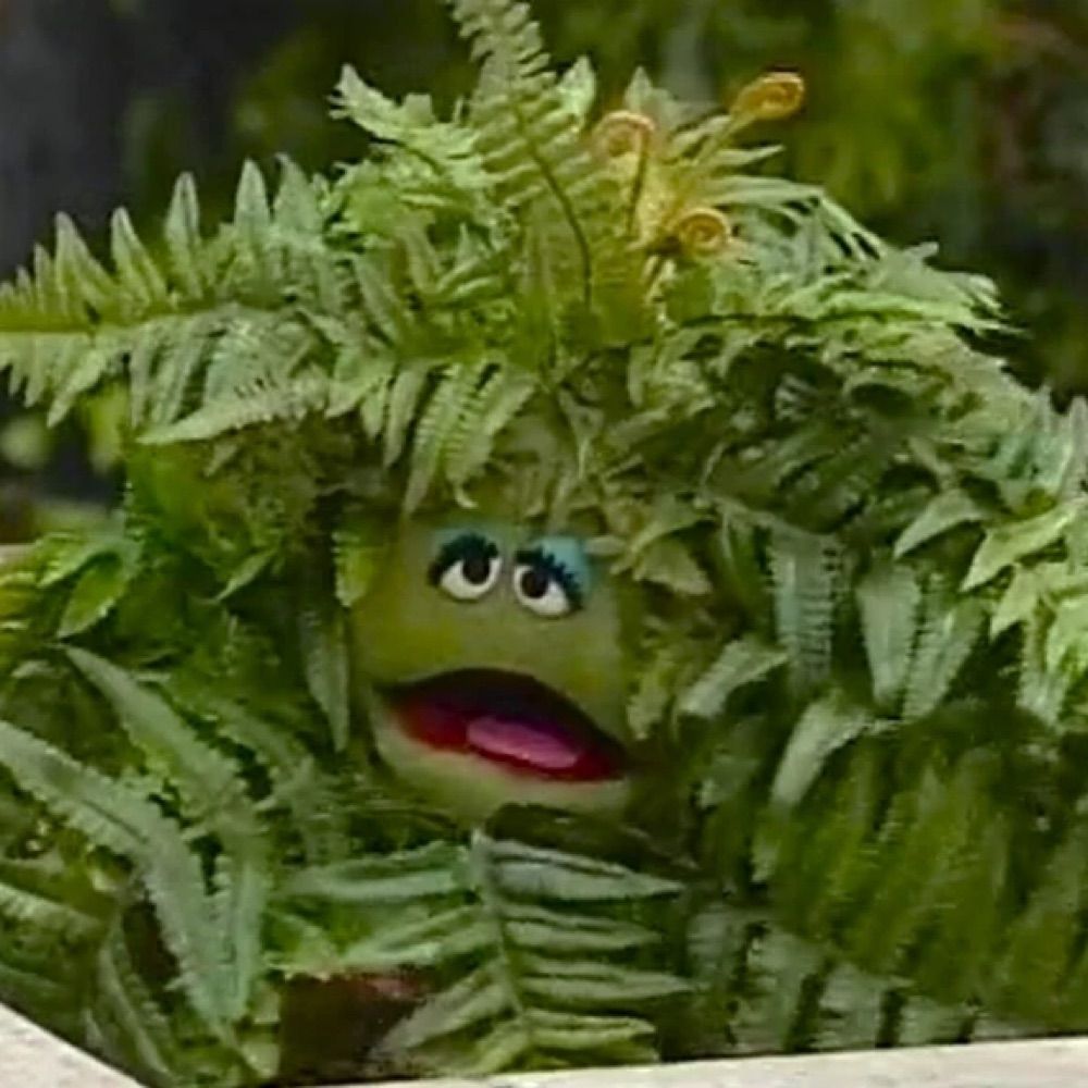fern