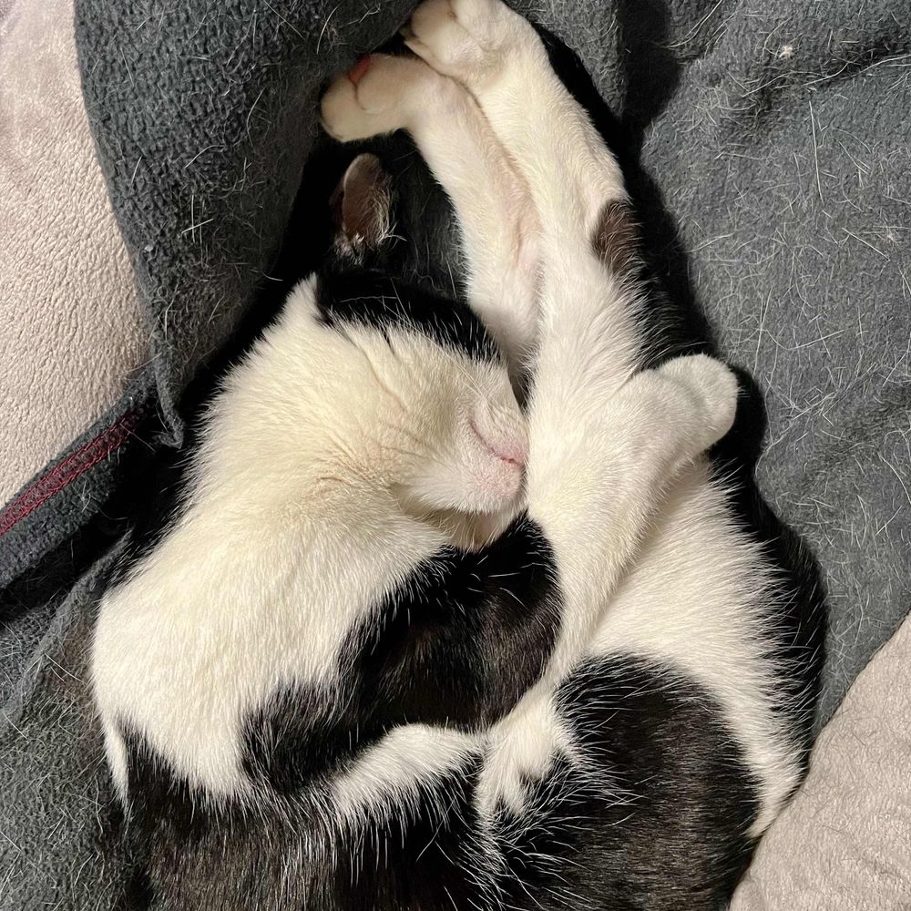Kat