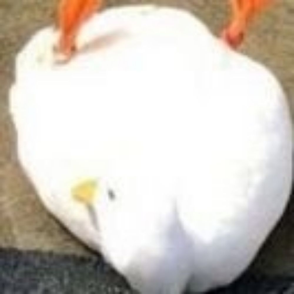 무무