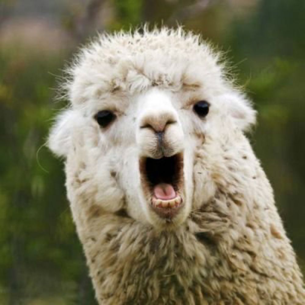 Lama