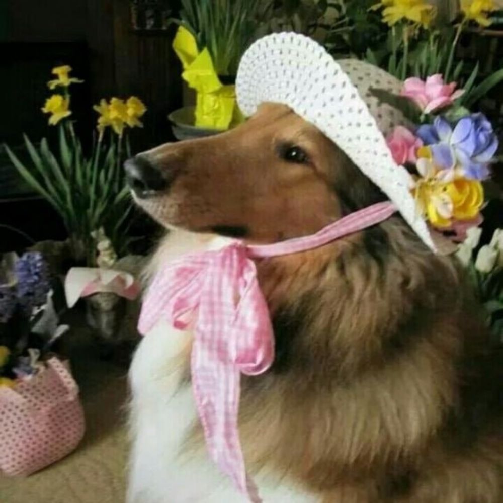маша лес 