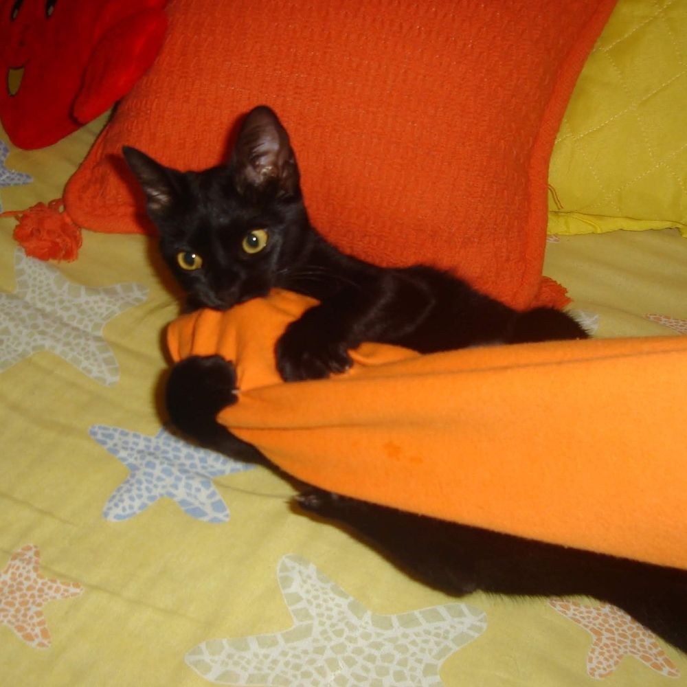 iaiá