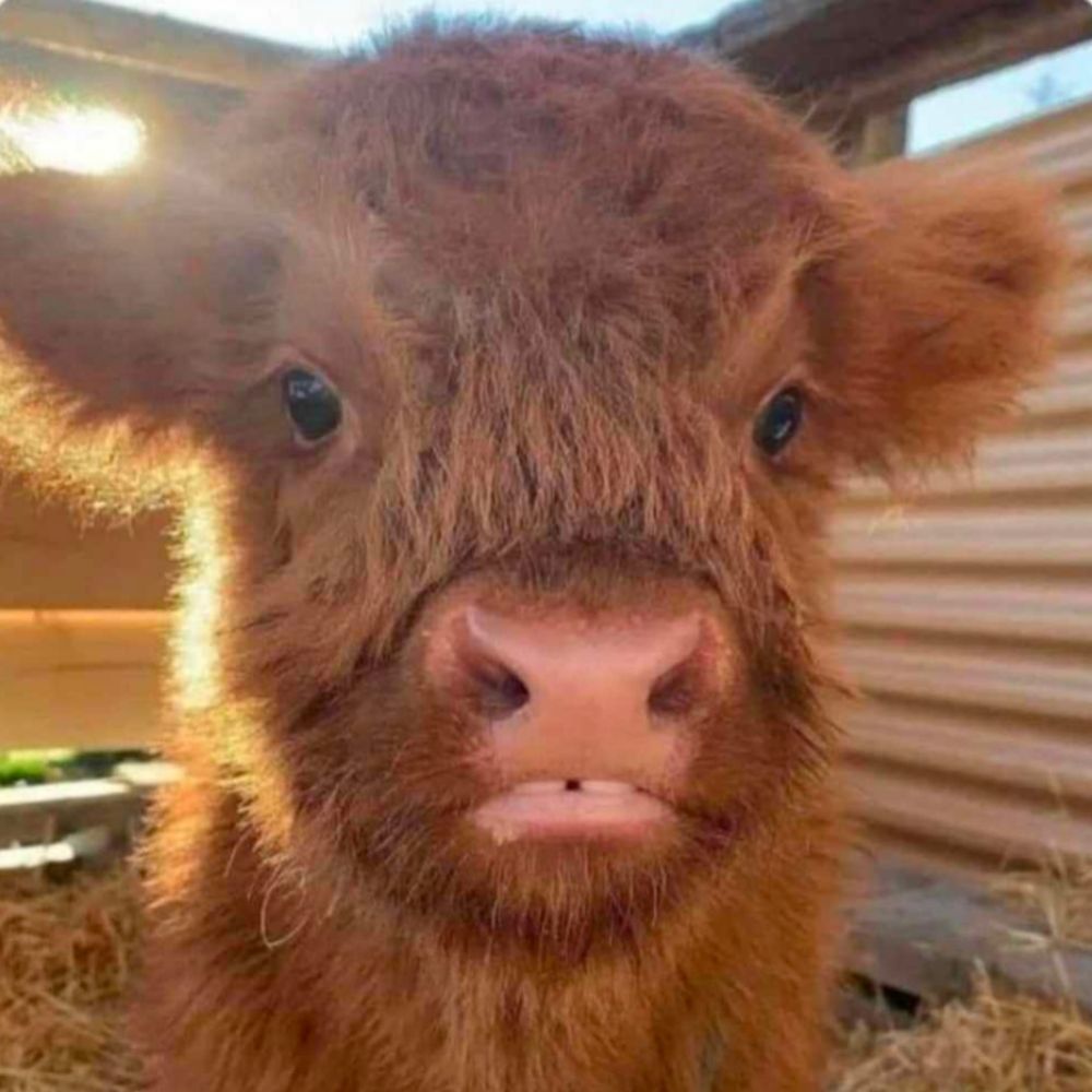 le petit boeuf