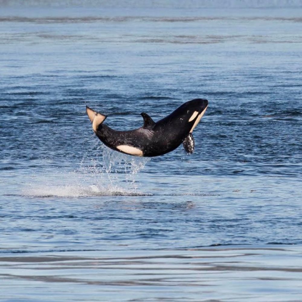 Yuval, Orca, or Yoda