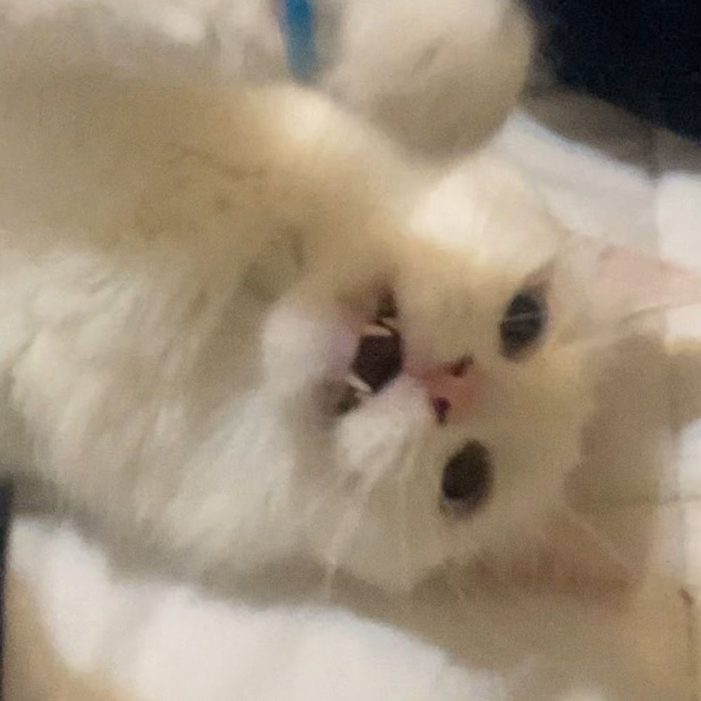 MrsDaftPrawn