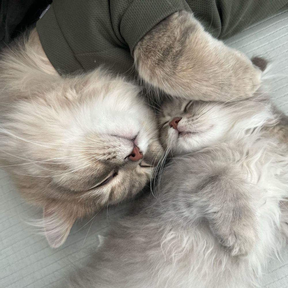 Quill&Lotta
