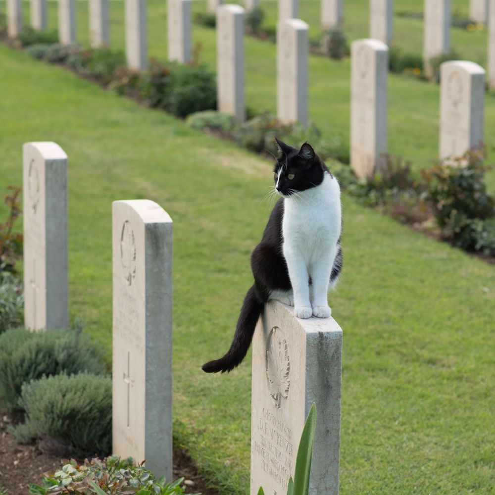 Remember Them