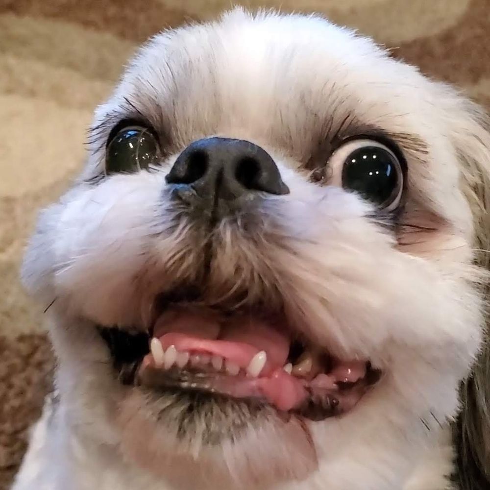 Chile Dog