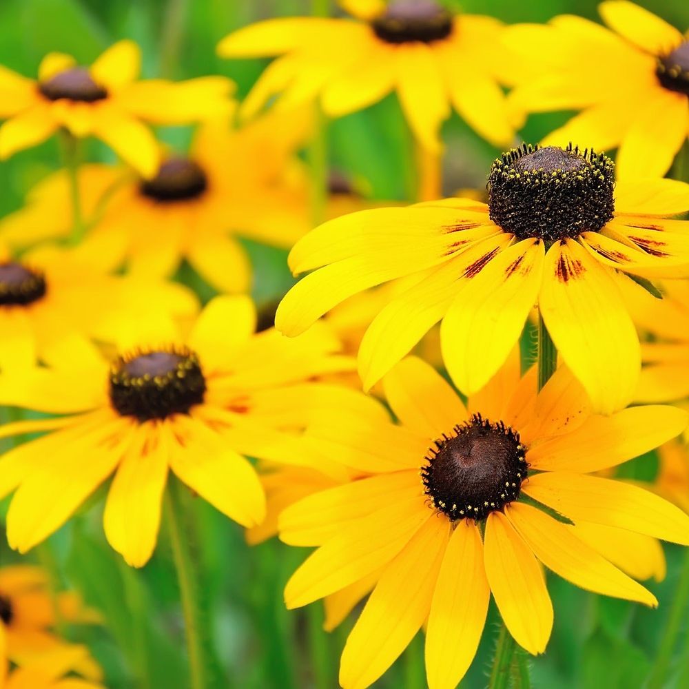 Rudbeckia maxima