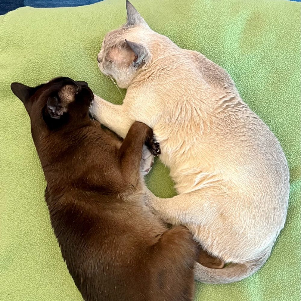 C Bamsey