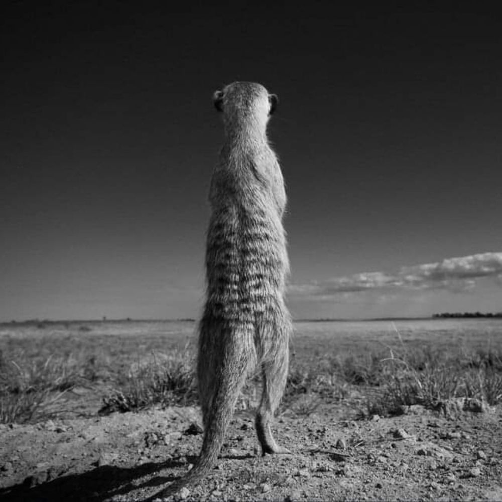 Redmeerkat habe auf Özay