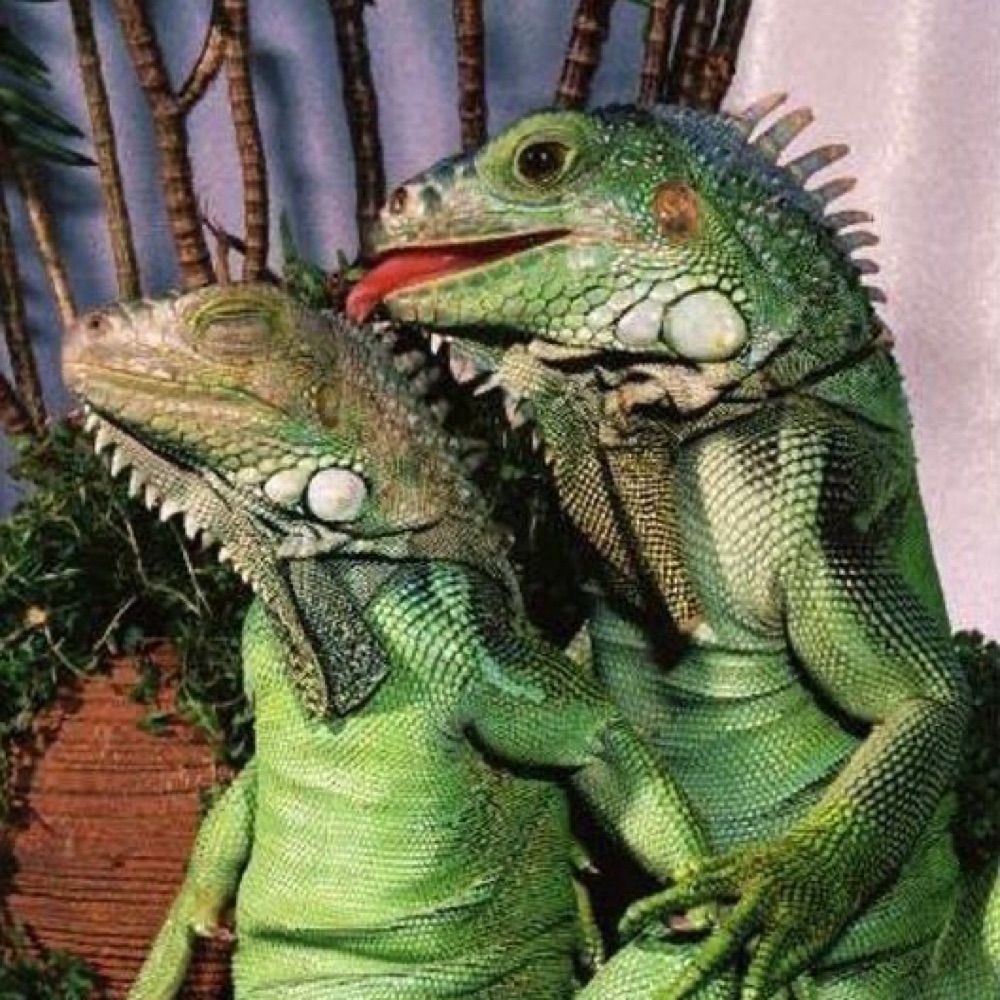 Kirbiguana
