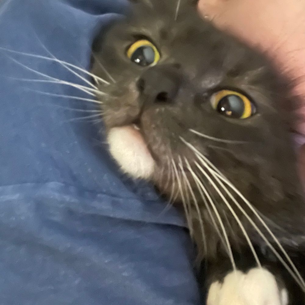 jemm