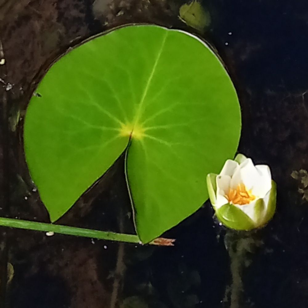 ほのかに