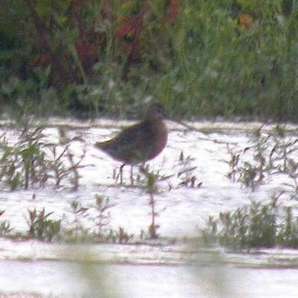 Ouse Fen Birder