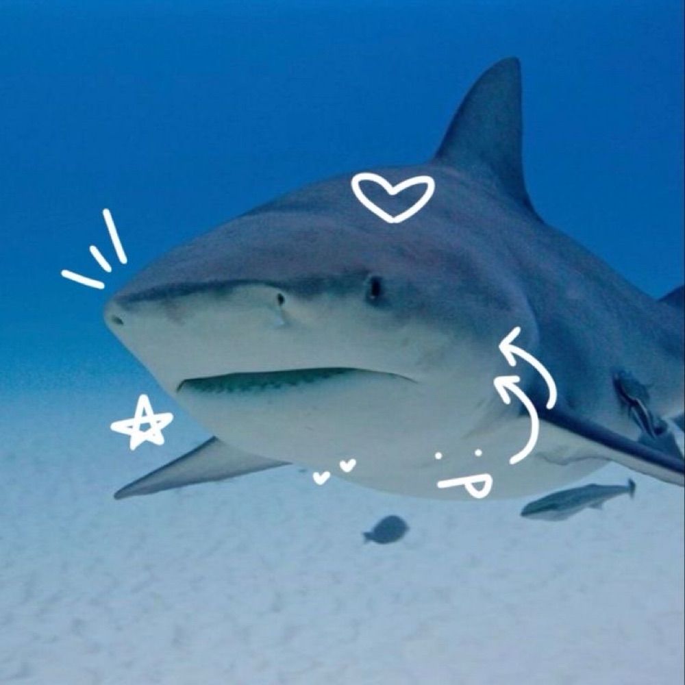 Sleepy shark