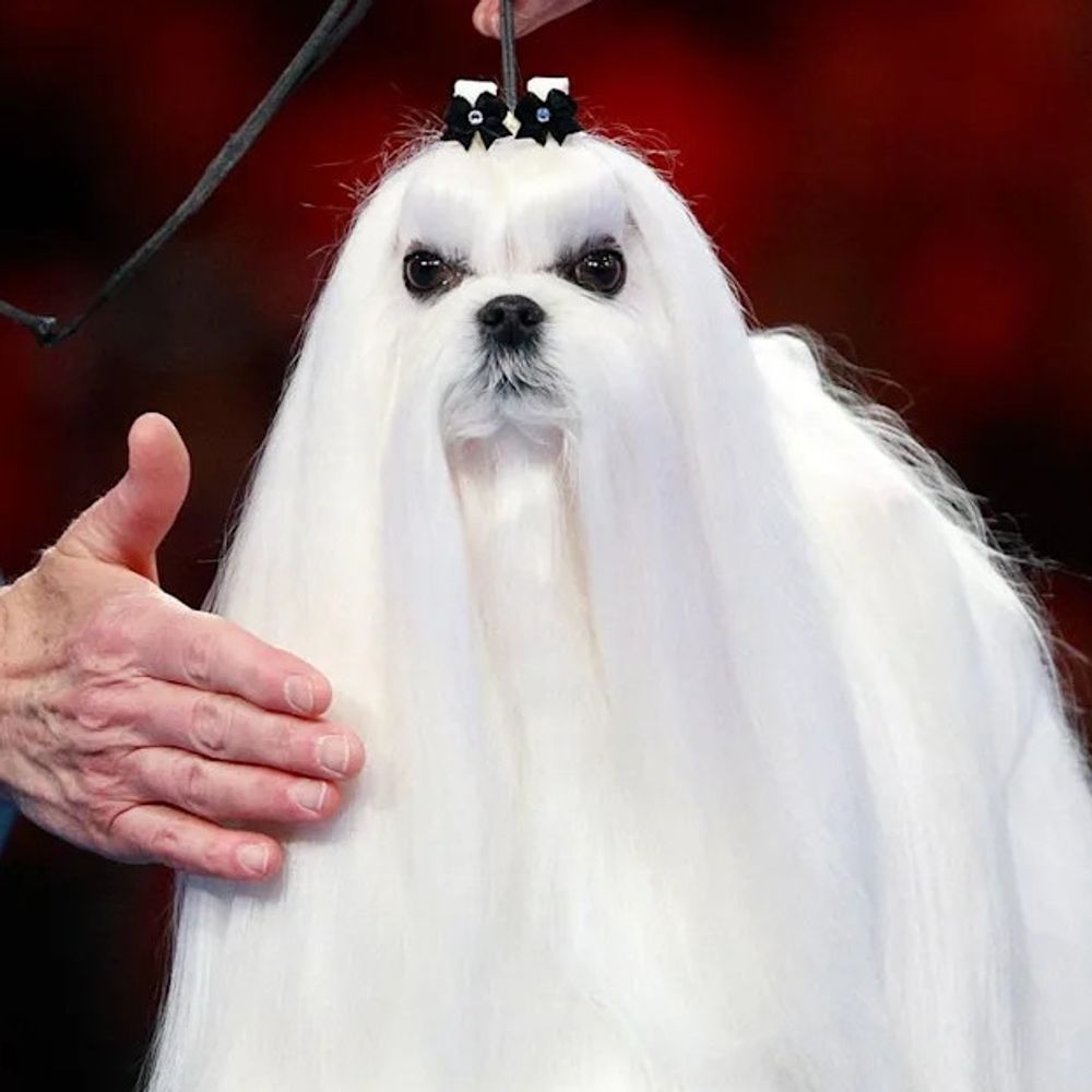 costuradosaco.bsky.social