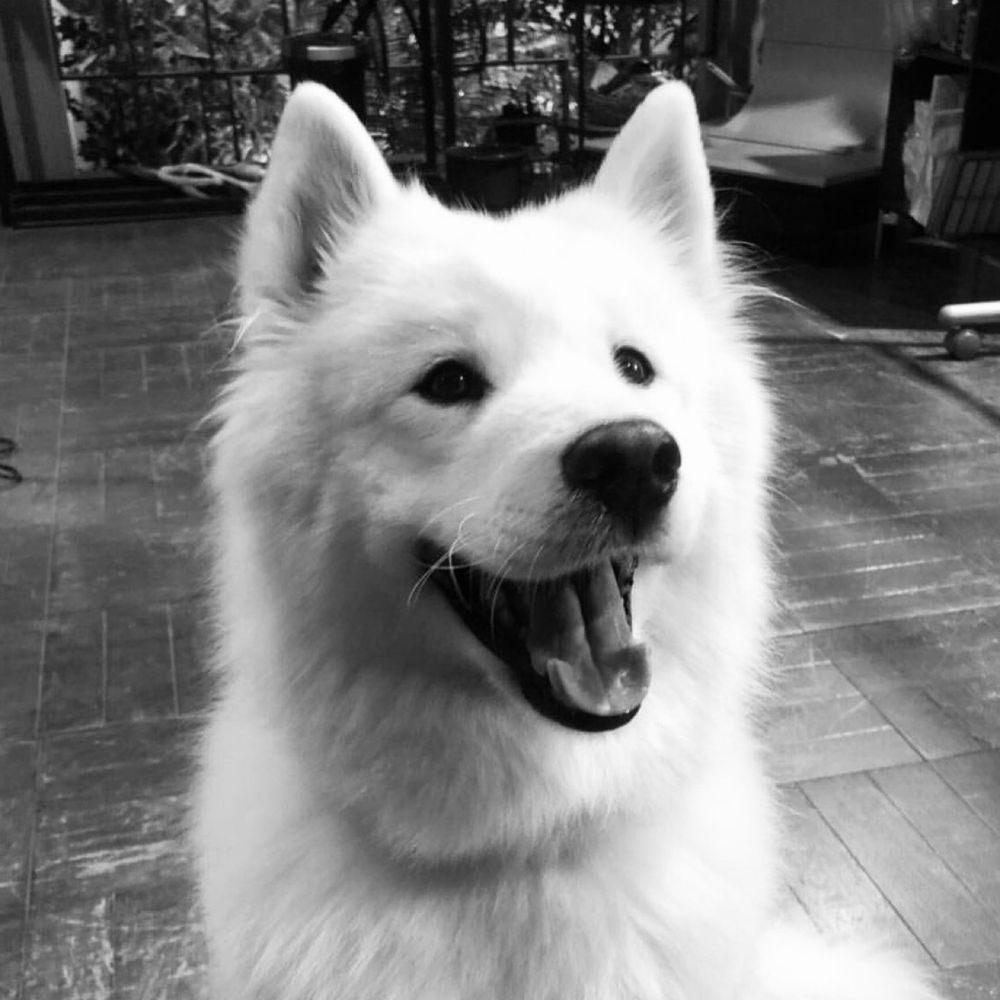 sachi