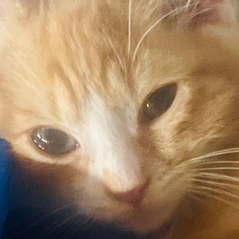 mae