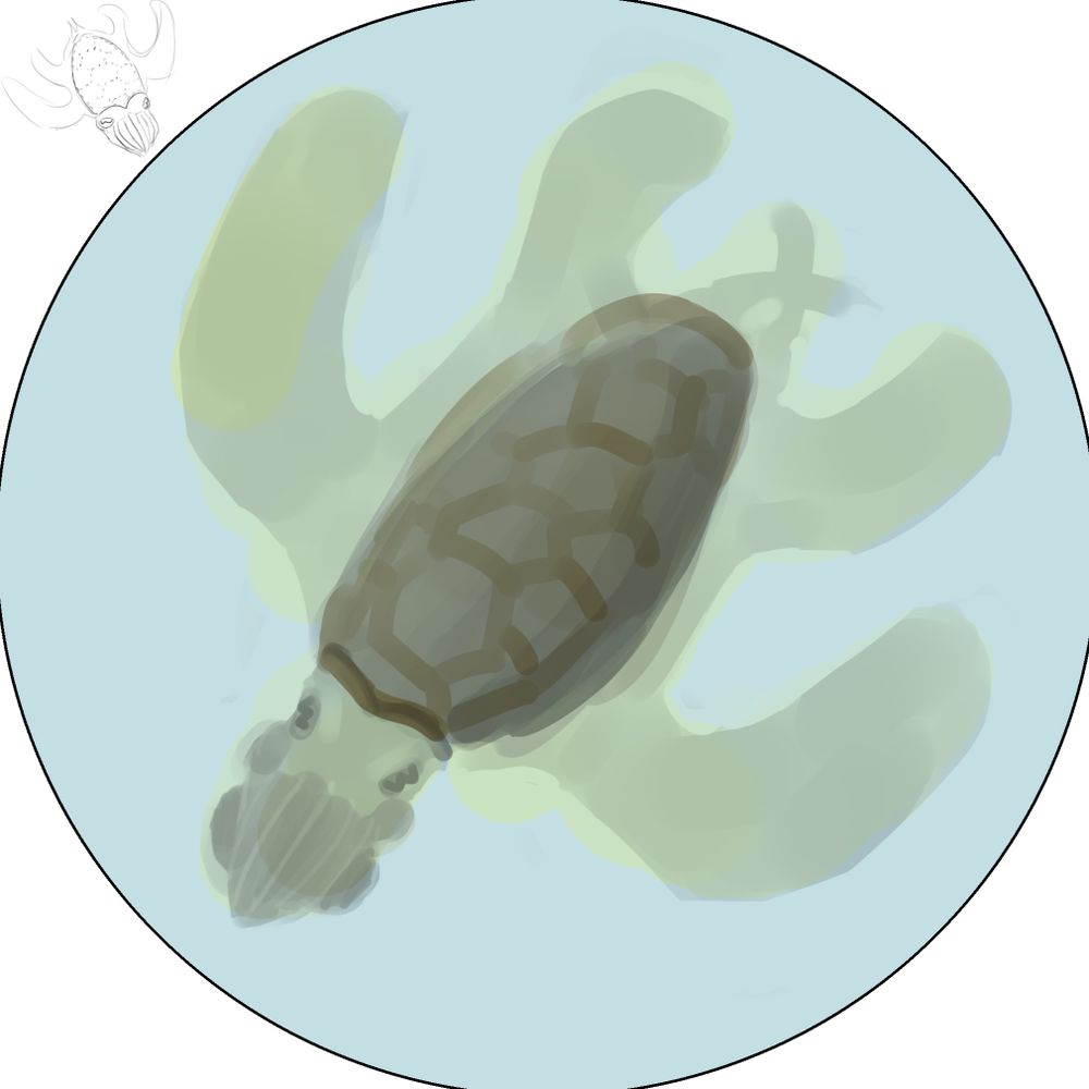 Cuturtlefish