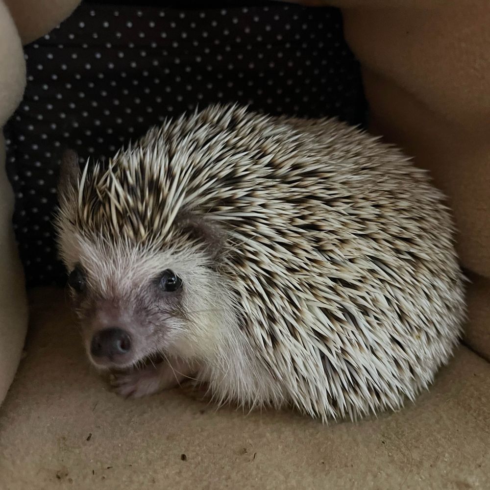 Ｑ太