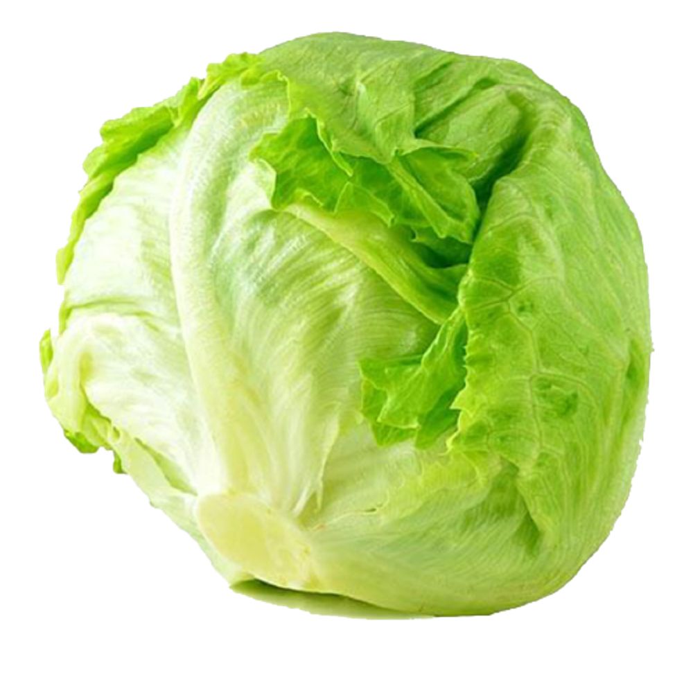 Lechuga