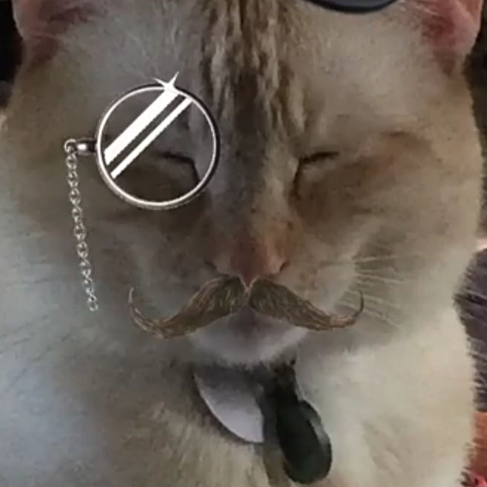 Sir Walter the Cat