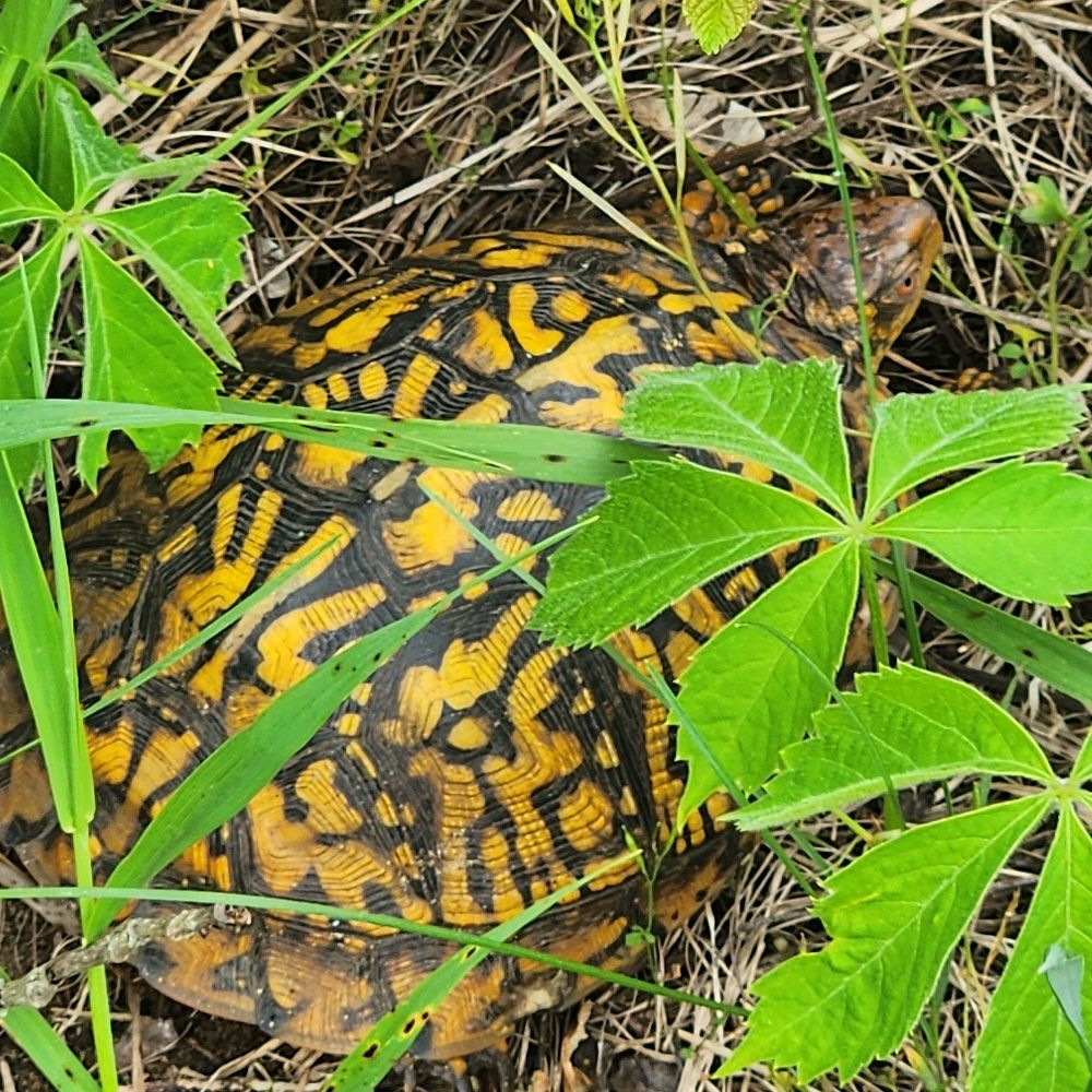 TurtleWearingClothes