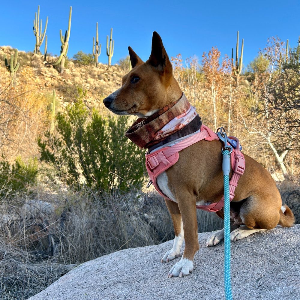 Moo Bear Maya